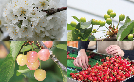 ＜ 先行予約 ＞ 山形県産 さくらんぼ （ 佐藤錦 ・ 紅秀峰 ） ご家庭用 M以上 1kg 【2026年6月下旬から7月上旬発送】 山形県 果物 フルーツ 初夏 夏 送料無料