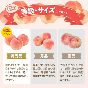 《先行受付》品種おまかせ 大玉白桃 約3kg【特秀】 （8～10玉）【2026年8月上旬頃～発送予定】 001-100