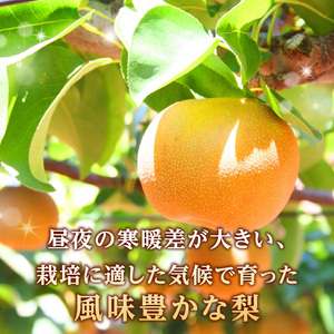 《先行受付》★山形産和梨(品種お任せ)★約3kg(6~12玉程度)秀品【2026年9月頃~順次発送予定】 063-015