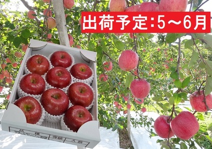 5~6月 初夏りんご 特選 サンふじ 約3kg(スマートフレッシュ貯蔵)【山形りんご・大江町産・5月・6月】