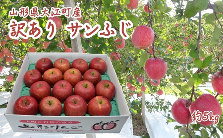5~6月 訳あり 初夏りんご 家庭用 サンふじ 約5kg(スマートフレッシュ貯蔵)【山形りんご・大江町産・5月・6月】