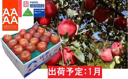 年明け 特別栽培 訳あり 家庭用サンふじ約10kg 【山形りんご・大江町産・鈴木果樹園】