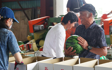 大玉すいか 新山寺すいか 4~5Lサイズ×1玉 令和8年産 山形県産 yd-suoxx4
