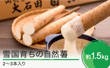 雪国育ちの自然薯 約1.5kg(2~3本入り) 野菜 グルメ 取り寄せ ご当地 特産 産地 直送人気 オススメ 家計応援 消費応援 物価高応援 支援 oz-zixxx15