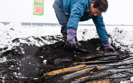 雪国育ちの自然薯 約1.5kg(2~3本入り) 野菜 グルメ 取り寄せ ご当地 特産 産地 直送人気 オススメ 家計応援 消費応援 物価高応援 支援 oz-zixxx15