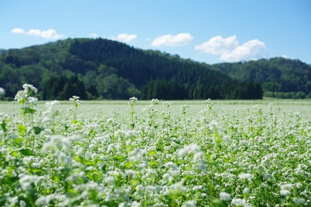そば 生そば 6人前 1200g 200g×6人前茹で方の説明書付き 冷蔵配送 山形県 大石田町 送料無料 sk-sbxxx6