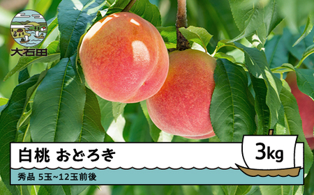 【先行予約】 桃 もも 白桃 品種 おどろき 3kg 山形県産 2026年産 令和8年産 フルーツ 果実 ry-moodx3000