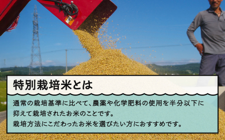お米 米 令和7年産 【玄米2回定期便】 はえぬき 30kg×2回 2026年3月・2026年6月発送 大石田町産 特別栽培米 玄米 ※沖縄・離島への配送不可 ja-hagxa30x2-tkk3to6