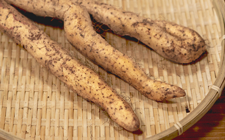 雪国育ちの自然薯 ご家庭用 約1kg 訳あり 野菜 グルメ 取り寄せ ご当地 特産 産地 直送人気 オススメ 家計応援 消費応援 物価高応援 支援 oz-ziwxx1000