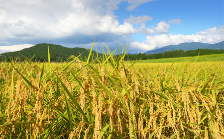 令和7年産 はえぬき  玄米 順次発送 2kg 2kg×1袋 山形県産 ap-hagxa2-0