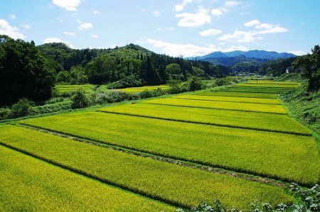 先行予約 令和5年産 米 雪若丸 10kg 大石田町産 特別栽培米 精米 ja-yusxa10