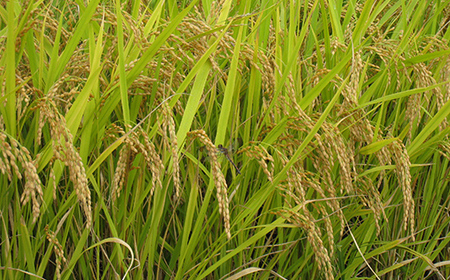 令和7年産 金山産米「雪若丸【精米】」5kg 米 お米 白米 ご飯 精米 ブランド米 雪若丸 送料無料 東北 山形 金山町 F4B-0719