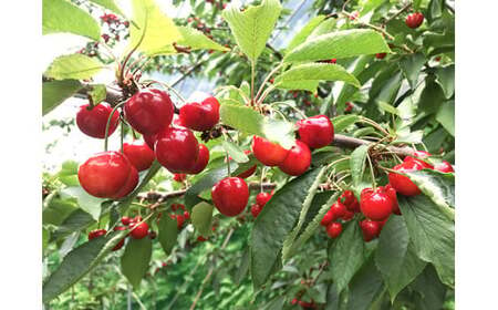 【令和6年産予約】 さくらんぼ「紅秀峰」 Lサイズ以上　バラ1kg