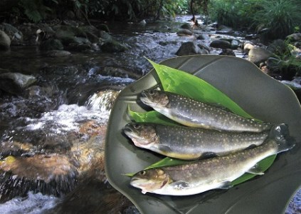 F015-005 西塚農場産 岩魚冷凍20尾(腹抜き)