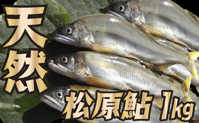 F019-003 山形県小国川 【天然】 松原鮎
