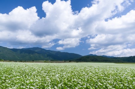 【ふるなびWEEK対象】最上早生そば乾麺10袋セット