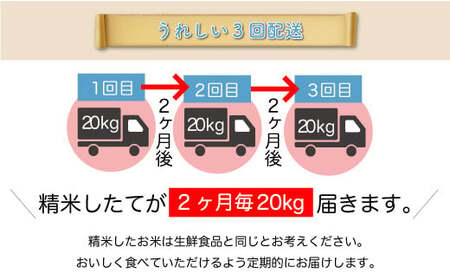 ＜令和7年産米＞ 令和8年5月下旬より発送 真室川町産 はえぬき【白米】60kg定期便(20kg×3回)　◆RR7H6020M-H2605C