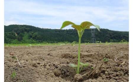 戸沢村特産 えごまセットC ドレッシング ポン酢 味噌 みそ F7W-0017