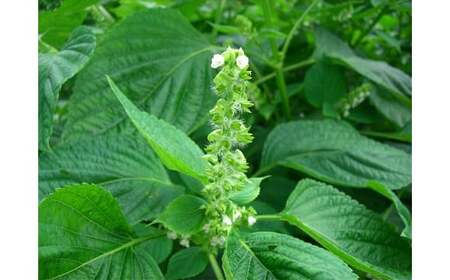 戸沢村特産 えごまセットC ドレッシング ポン酢 味噌 みそ F7W-0017