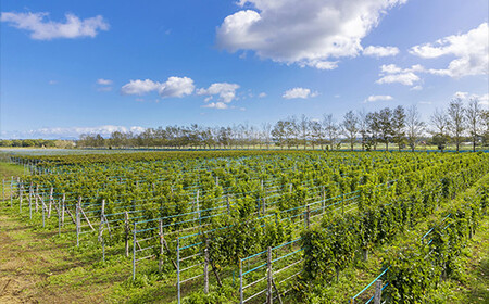 石狩市産ぶどう100%で醸造したワイン2銘柄 赤・白ワインセット