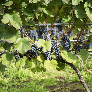 石狩市産ぶどう100％で醸造したワイン6銘柄フルセット