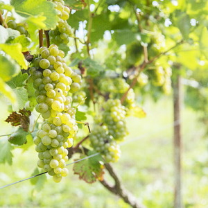 石狩市産ぶどう100％で醸造したワイン6銘柄フルセット