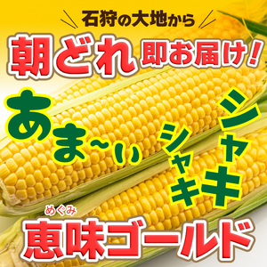石狩産 スイートコーンとうもろこし（2.0kg以上 約5～6本）｜トウモロコシ とうきび 北海道 石狩市