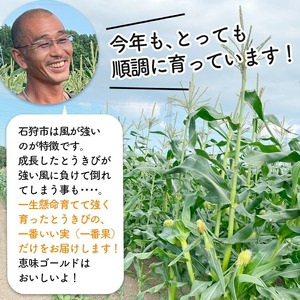 石狩産 スイートコーンとうもろこし（2.0kg以上 約5～6本）｜トウモロコシ とうきび 北海道 石狩市
