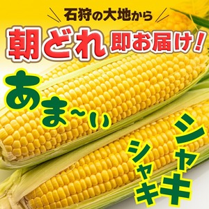 石狩産 スイートコーンとうもろこし（4.0kg以上 約9～12本）｜トウモロコシ とうきび 北海道 石狩市