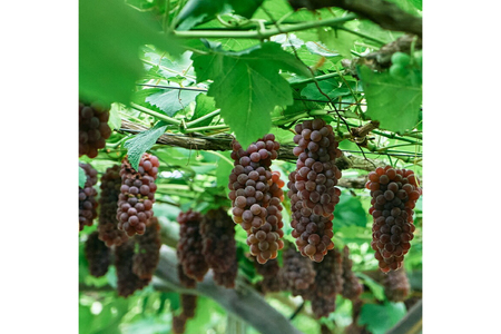 【期間限定発送】 デラウェア 秀品 5～6房 約1kg [相良果樹園 山形県 高畠町 tk06ayt350000]