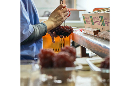 【期間限定発送】 デラウェア 秀品 12房 約2kg [相良果樹園 山形県 高畠町 tk06ayt350001]