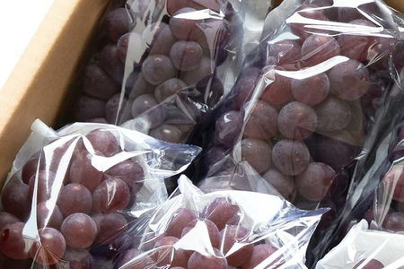 【期間限定発送】 デラウェア 秀品 12房 約2kg [相良果樹園 山形県 高畠町 tk06ayt350001]