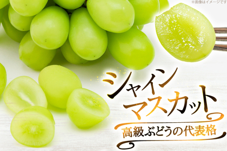 【期間限定発送】 シャインマスカット 粒 ジュエルボックス 250g 8個 計 2kg [治右衛門果樹園 山形県 高畠町 tk06ays830006]