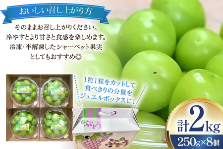 【期間限定発送】 シャインマスカット 粒 ジュエルボックス 250g 8個 計 2kg [治右衛門果樹園 山形県 高畠町 tk06ays830006]