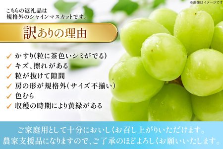【期間限定発送】 シャインマスカット 訳あり 2房 1.1kg [もん前の里 山形県 高畠町 tk06ays960000]