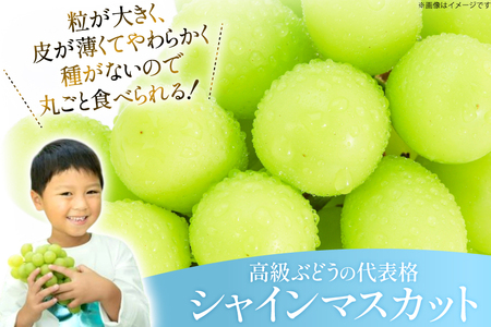 【期間限定発送】 シャインマスカット 約 1.4kg [もん前の里 山形県 高畠町 tk06ays960004]