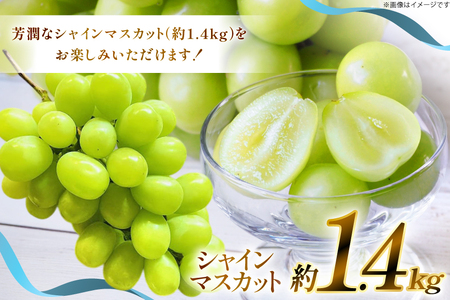 【期間限定発送】 シャインマスカット 約 1.4kg [もん前の里 山形県 高畠町 tk06ays960004]