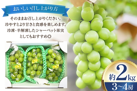 【期間限定発送】 シャインマスカット 3～4房 約2kg [治右衛門果樹園 山形県 高畠町 tk06ays830001]