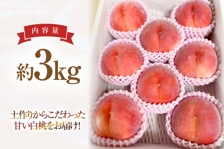【期間限定発送】 桃 さくら 白桃 3kg [東城農園 山形県 高畠町 tk06ayt370000]