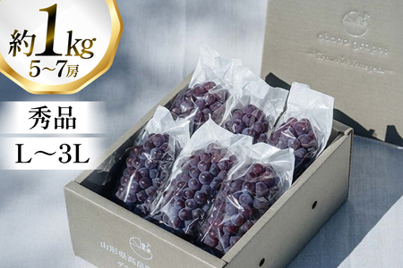 【期間限定発送】 ぶどう デラウェア 5～7房 約 1kg 朝採り [oboco grapes 山形県 高畠町 tk06ayt250000]