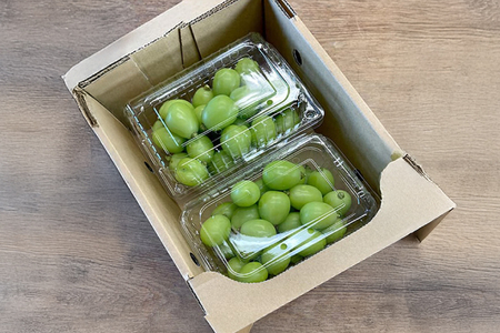 【期間限定発送】 シャインマスカット 約600g 2パック 約1.2kg [本田農園 山形県 高畠町 tk06ays820001]