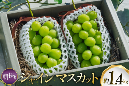 【期間限定発送】 シャインマスカット 2房 1.4kg 以上 朝採り [oboco grapes 山形県 高畠町 tk06ayt250009]