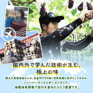 【期間限定発送】 シャインマスカット 2房 1.4kg 以上 朝採り [oboco grapes 山形県 高畠町 tk06ayt250009]