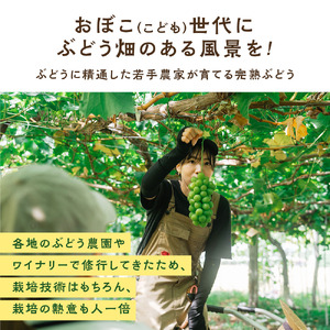 【期間限定発送】 シャインマスカット 2房 1.4kg 以上 朝採り [oboco grapes 山形県 高畠町 tk06ayt250009]