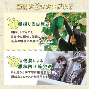 【期間限定発送】 シャインマスカット 2房 1.4kg 以上 朝採り [oboco grapes 山形県 高畠町 tk06ayt250009]
