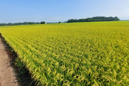 米 令和7年 高畠町産 雪若丸 5kg [はまえん 山形県 高畠町 tk06ayt030001]