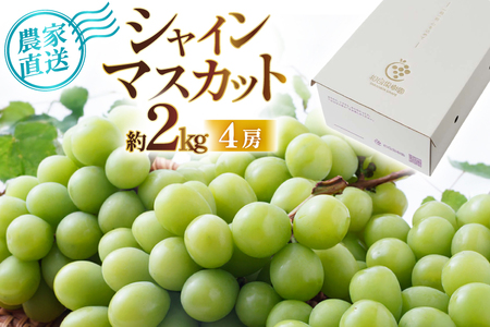 【期間限定発送】 シャインマスカット 箱 満杯詰め 4房 約2kg [相良果樹園 山形県 高畠町 tk06ayt350005]