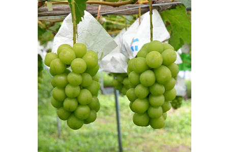 【期間限定発送】 シャインマスカット 特秀 2房 1.3kg [四釜昌和 山形県 高畠町 tk06ayt020005]