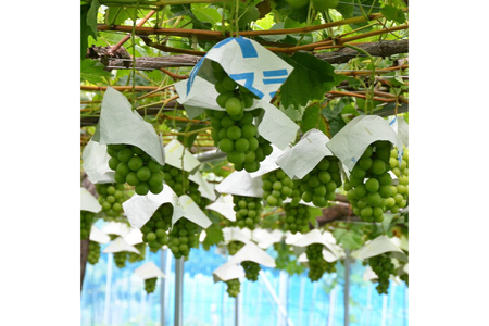 【期間限定発送】 シャインマスカット 特秀 2房 1.3kg [四釜昌和 山形県 高畠町 tk06ayt020005]