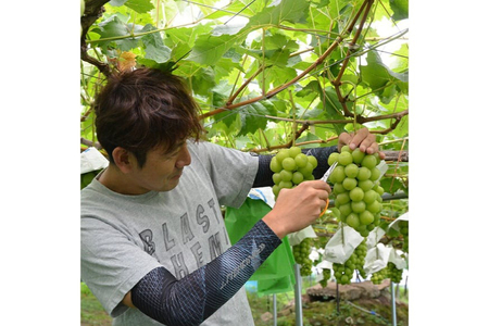 【期間限定発送】 ぶどう 3種 食べ比べ セット ( シャインマスカット ピオーネ クイーンニーナ マイハート クイーンセブン ) [四釜昌和 山形県 高畠町 tk06ayt020007]